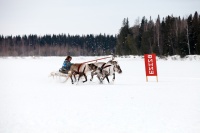День оленевода - яркий праздник Севера День оленевода - яркий праздник Севера