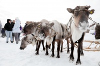 День оленевода - яркий праздник Севера День оленевода - яркий праздник Севера